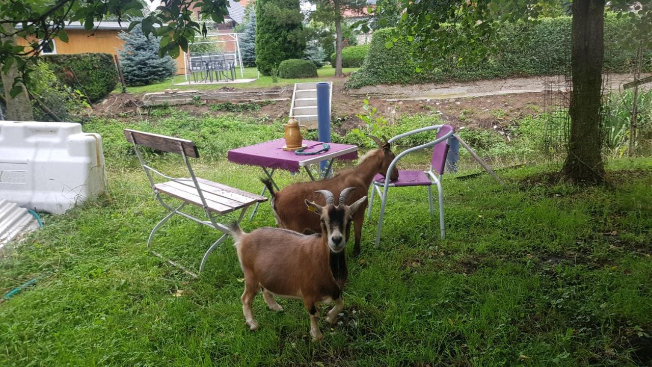 Zimmervermietung Zahn Baalberge Eksteriør billede